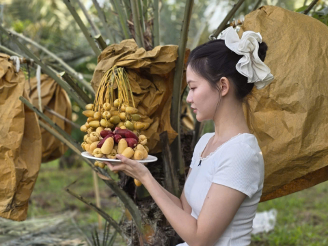 THU HOẠCH CHÀ LÀ