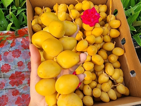 THU HOẠCH CHÀ LÀ