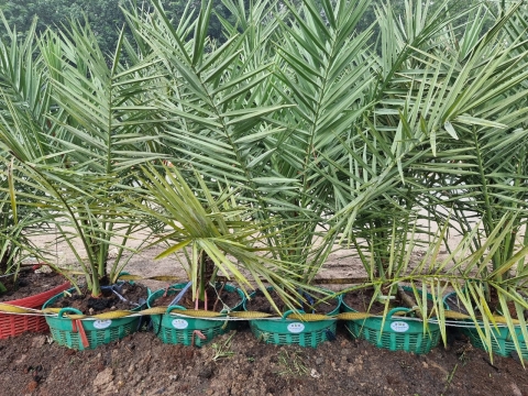 Ảnh farm của HTX Nông Nghiệp Bình Dương