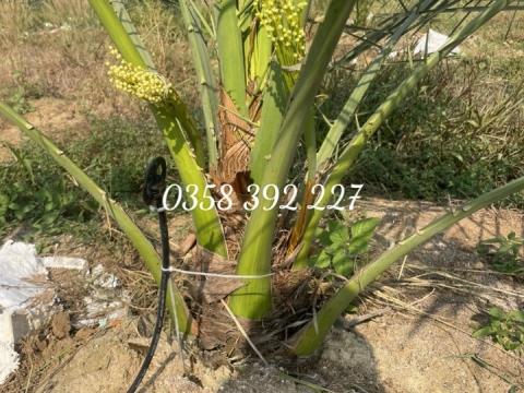 Ảnh farm của HTX Nông Nghiệp Bình Dương