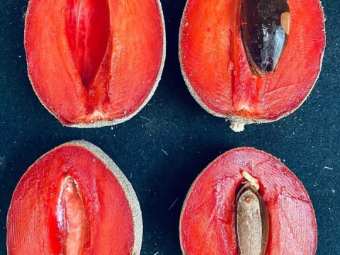 Ảnh Trái Cây Của Hợp Tác Xã