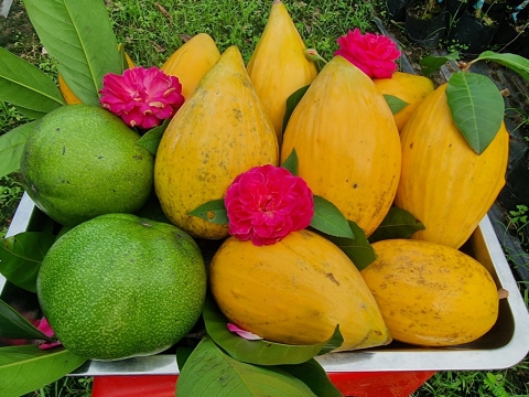 Ảnh Trái Cây Của Hợp Tác Xã