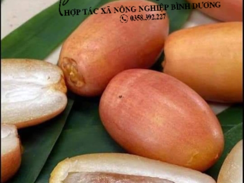 Ảnh Trái Cây Của Hợp Tác Xã