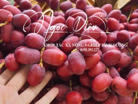 Ảnh Trái Cây Của Hợp Tác Xã