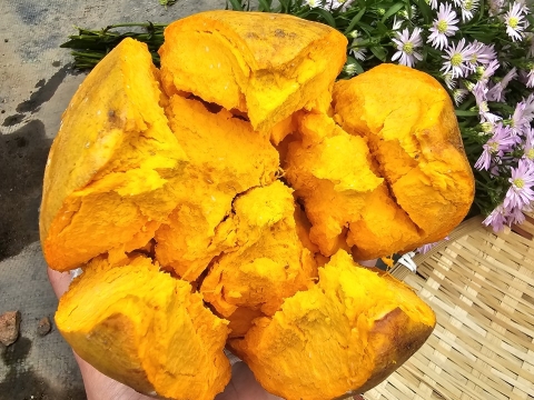 Ảnh Trái Cây Của Hợp Tác Xã