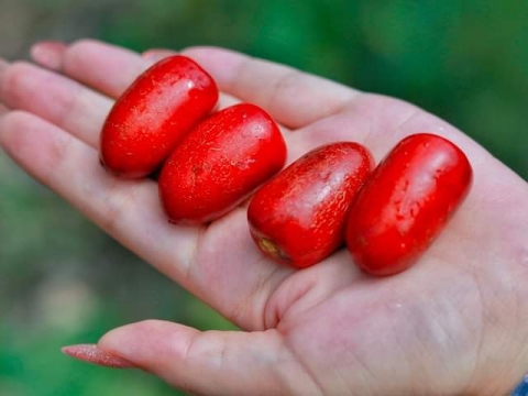 Ảnh Trái Cây Của Hợp Tác Xã