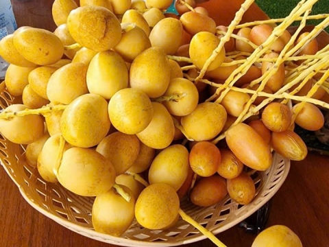 Ảnh Trái Cây Của Hợp Tác Xã