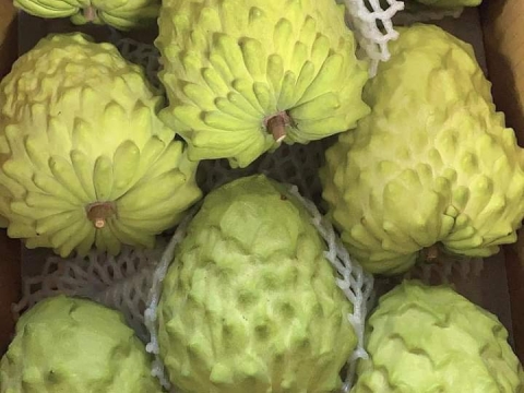 Ảnh Trái Cây Của Hợp Tác Xã