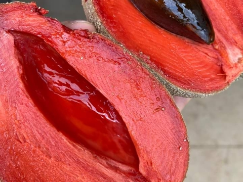 Ảnh Trái Cây Của Hợp Tác Xã