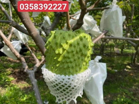 Ảnh farm của HTX Nông Nghiệp Bình Dương