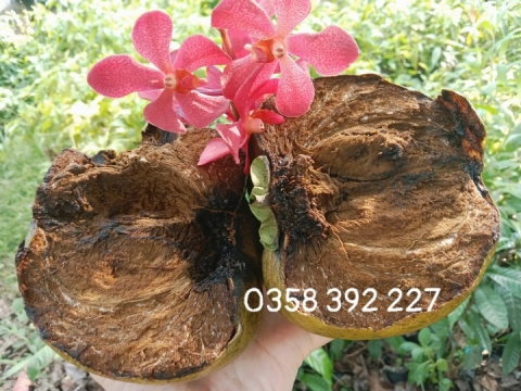 Ảnh Trái Cây Của Hợp Tác Xã