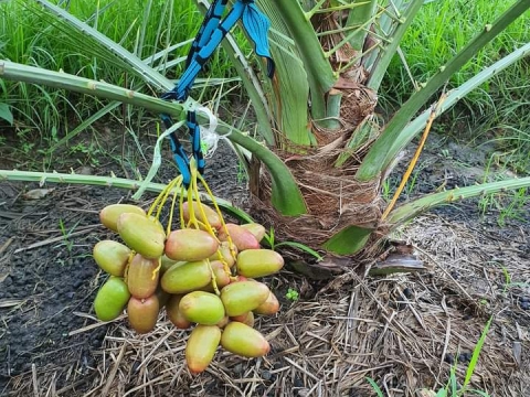 Ảnh farm của HTX Nông Nghiệp Bình Dương