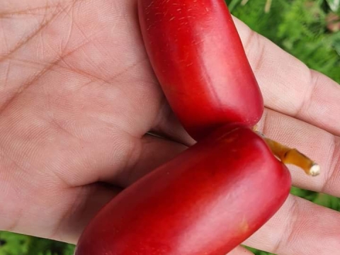 Ảnh Trái Cây Của Hợp Tác Xã