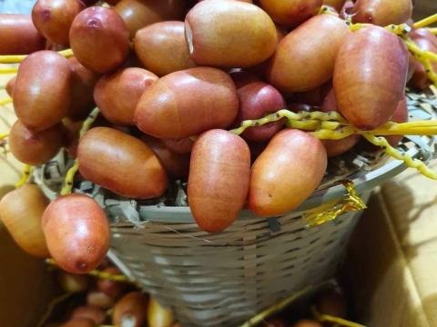 Ảnh Trái Cây Của Hợp Tác Xã