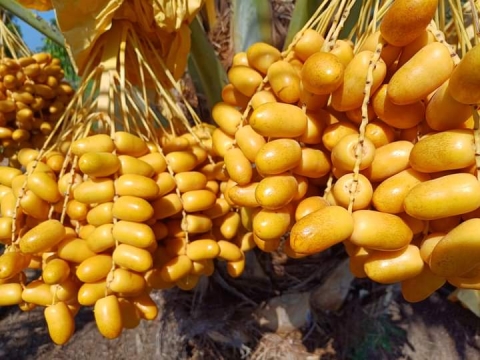 Ảnh Trái Cây Của Hợp Tác Xã