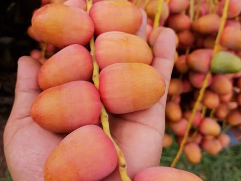 Ảnh Trái Cây Của Hợp Tác Xã