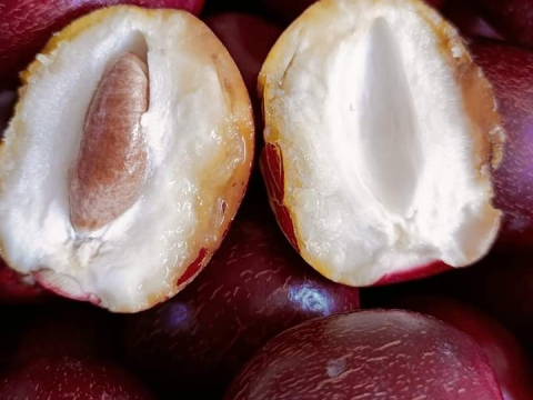 Ảnh Trái Cây Của Hợp Tác Xã