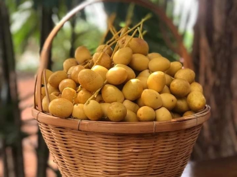 Ảnh Trái Cây Của Hợp Tác Xã