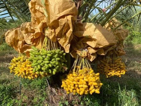 Ảnh Trái Cây Của Hợp Tác Xã