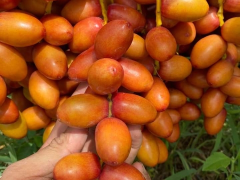 Ảnh Trái Cây Của Hợp Tác Xã