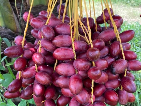 Ảnh Trái Cây Của Hợp Tác Xã