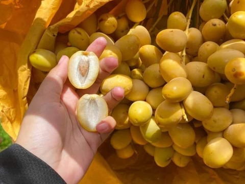 Ảnh Trái Cây Của Hợp Tác Xã