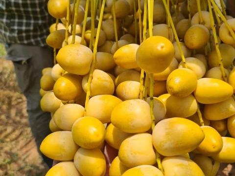 Ảnh Trái Cây Của Hợp Tác Xã