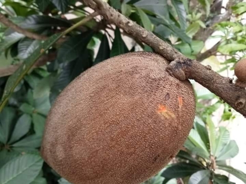 Ảnh Trái Cây Của Hợp Tác Xã