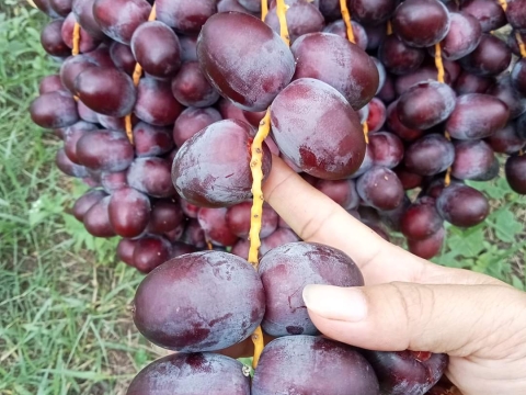 Ảnh Trái Cây Của Hợp Tác Xã