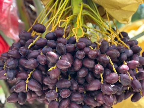 Ảnh Trái Cây Của Hợp Tác Xã