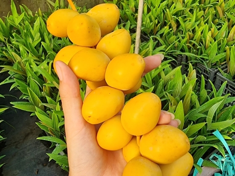 Ảnh Trái Cây Của Hợp Tác Xã