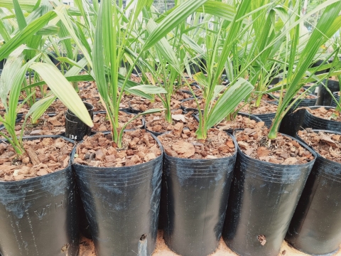 Ảnh farm của HTX Nông Nghiệp Bình Dương