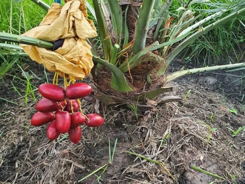 Ảnh Trái Cây Của Hợp Tác Xã