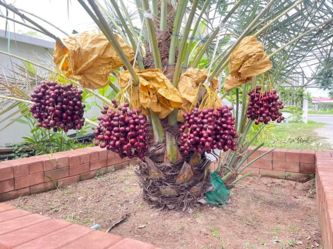 Ảnh Trái Cây Của Hợp Tác Xã