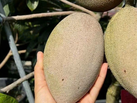 Ảnh Trái Cây Của Hợp Tác Xã