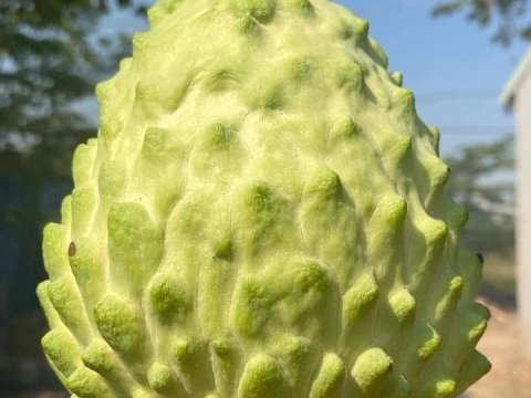 Ảnh Trái Cây Của Hợp Tác Xã