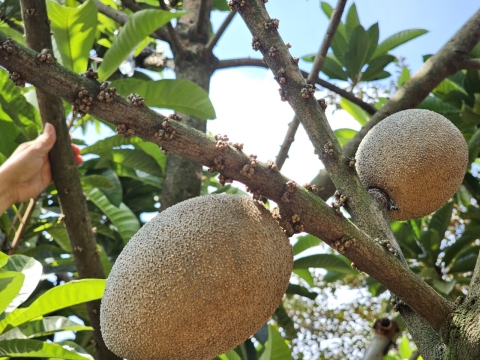 Ảnh Trái Cây Của Hợp Tác Xã