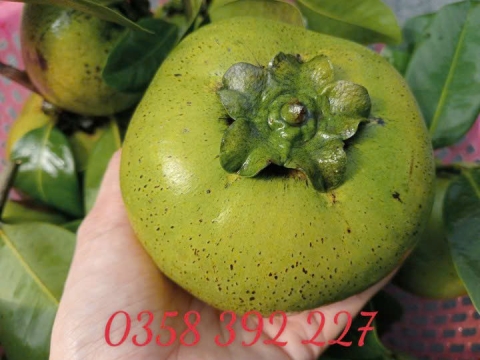 Ảnh Trái Cây Của Hợp Tác Xã