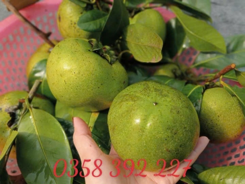 Ảnh Trái Cây Của Hợp Tác Xã