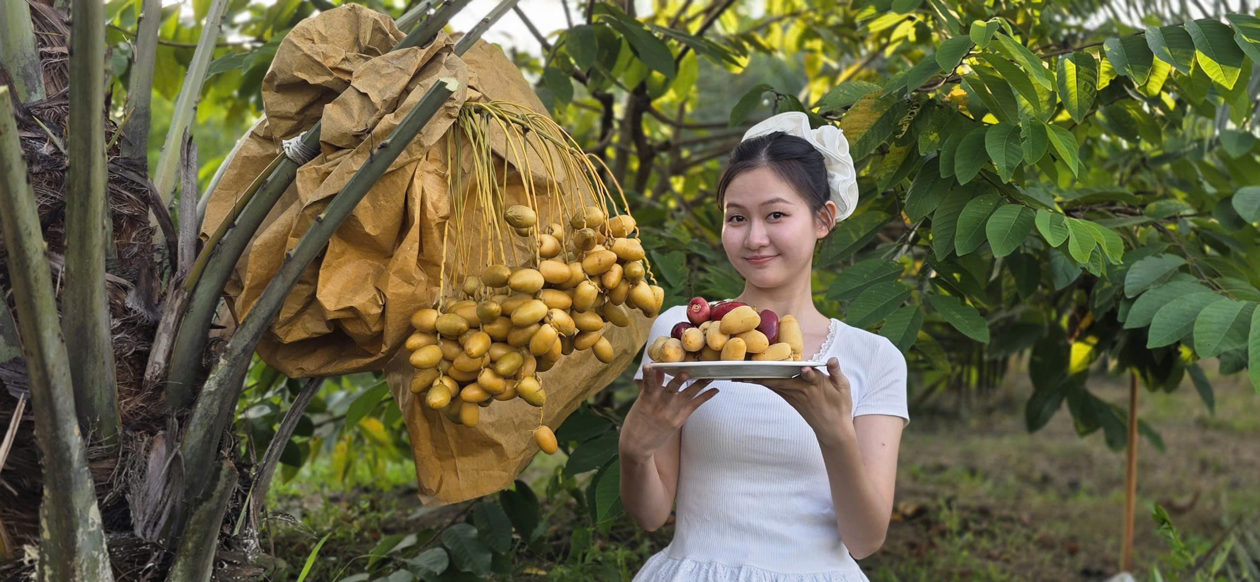 cây giống chà là