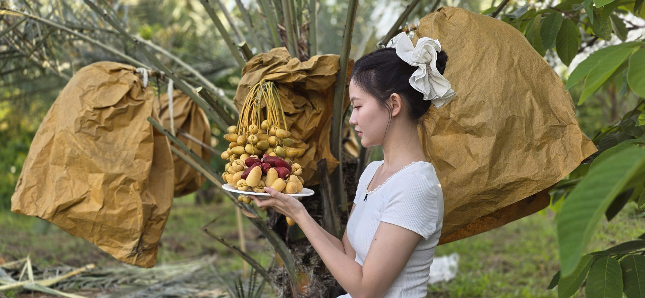cây giống chà là