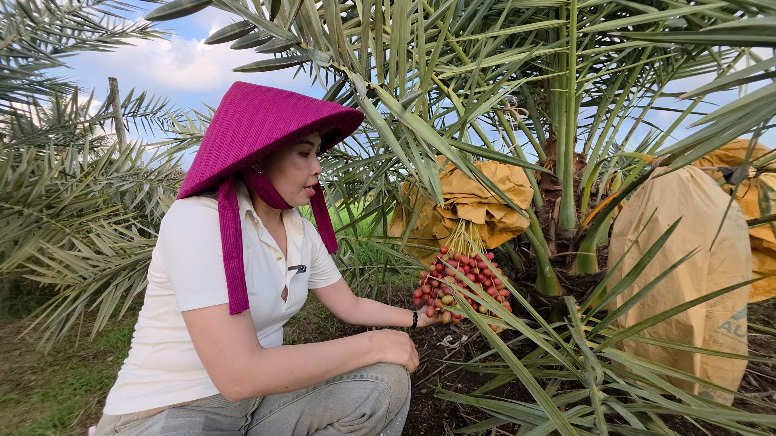 cây giống chà là