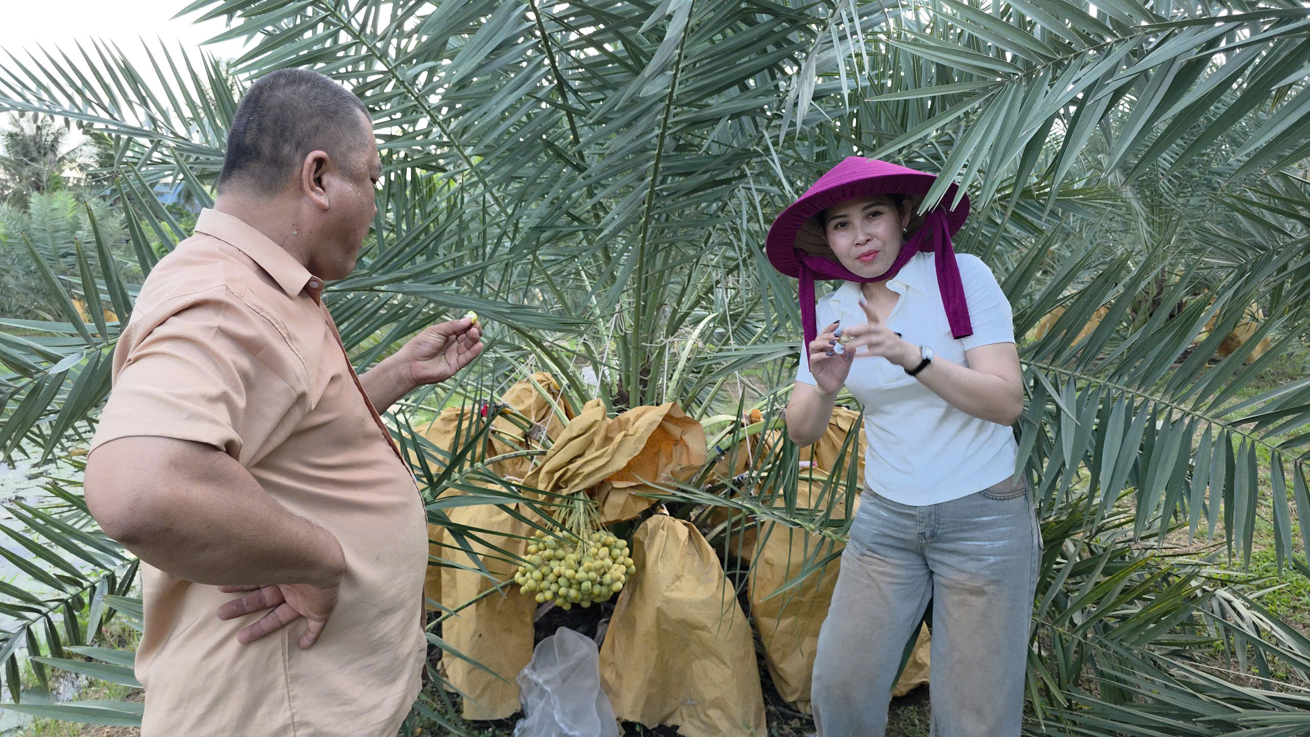 cây giống chà là tại Bình Dương