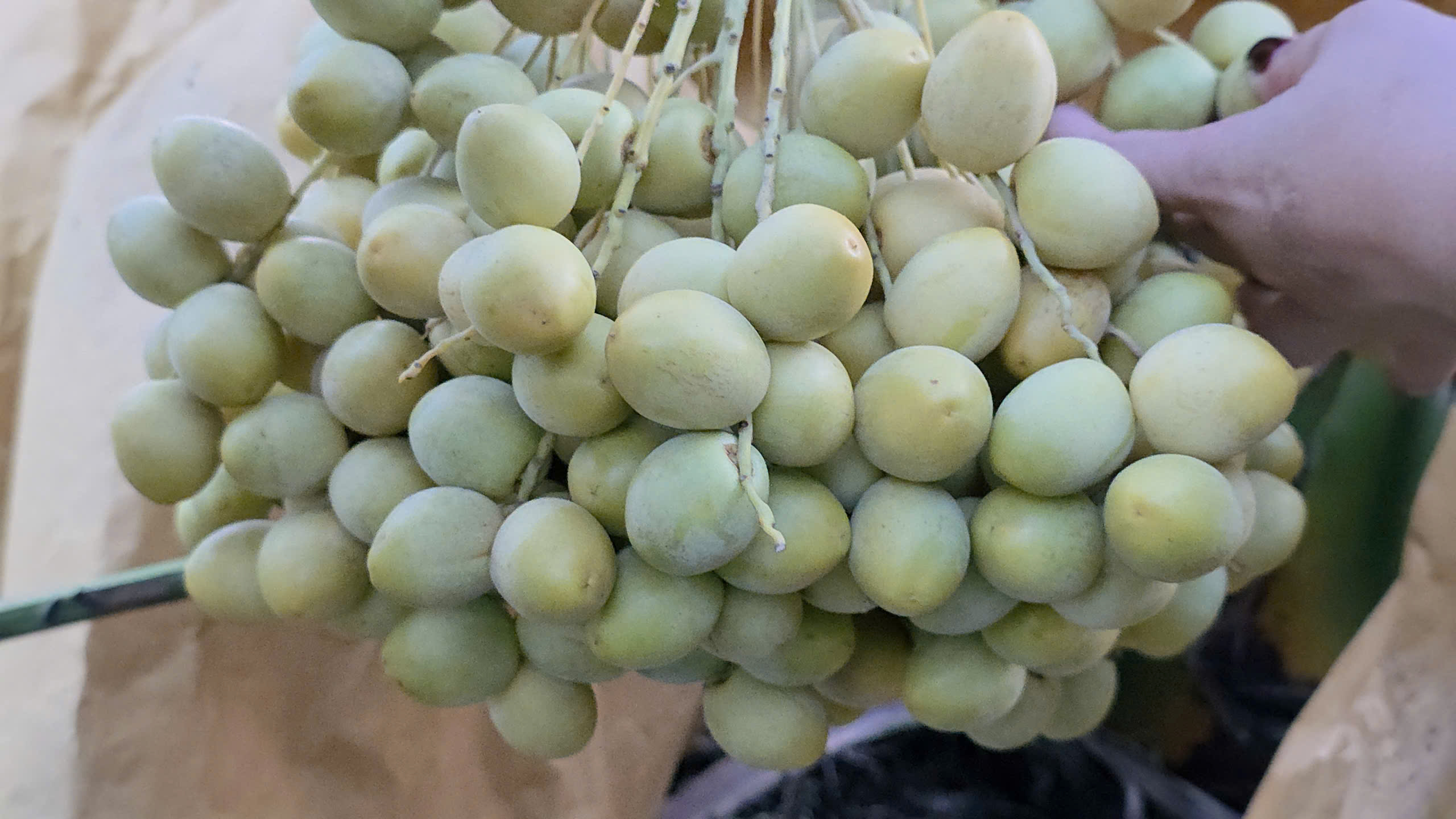 cây giống chà là tại Bình Dương