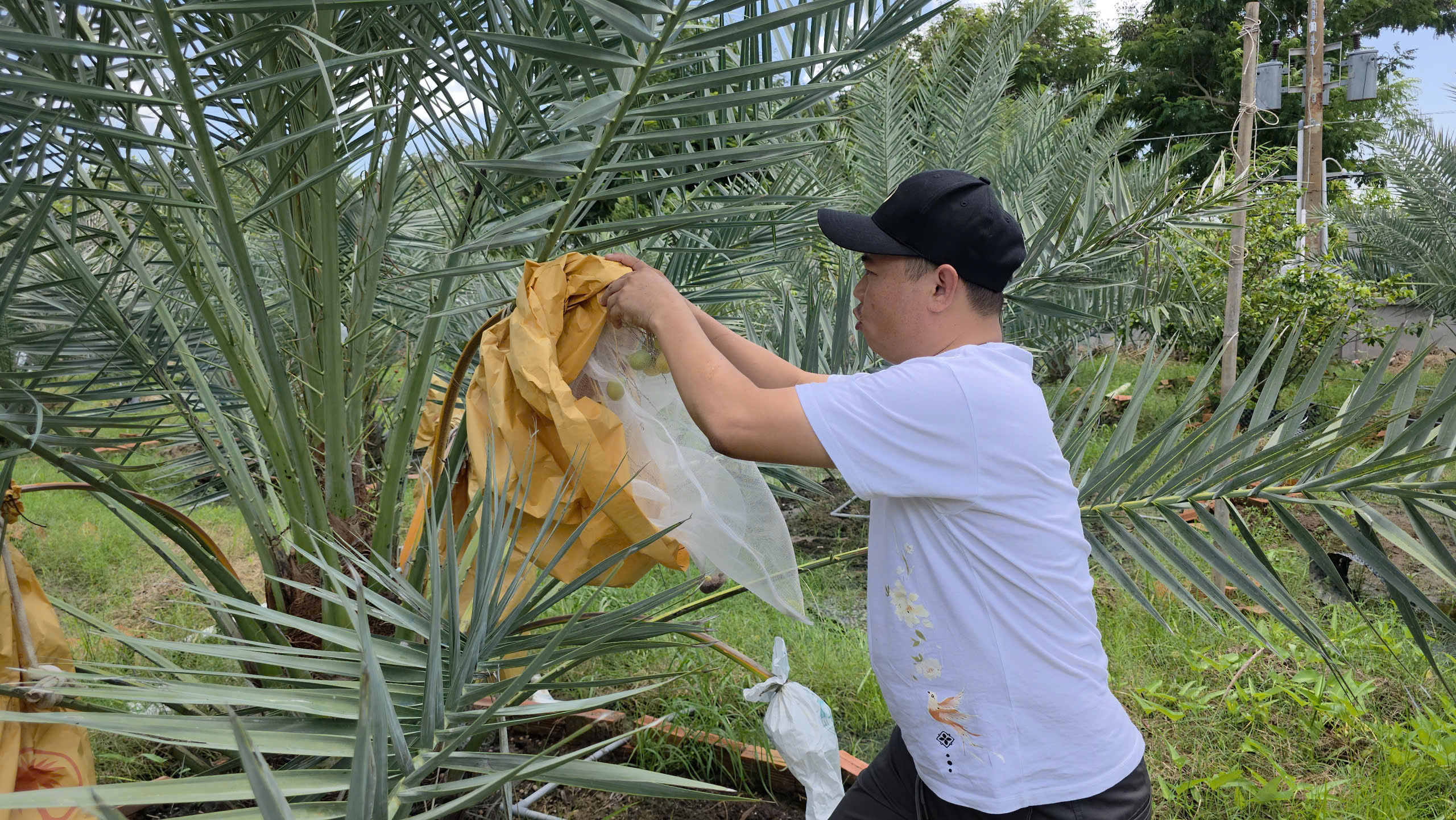 cây giống chà là tại Bình Dương