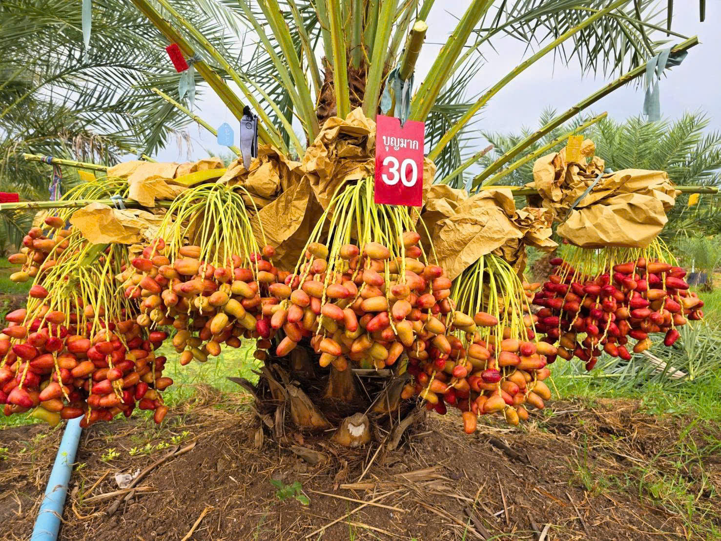 cây giống chà là