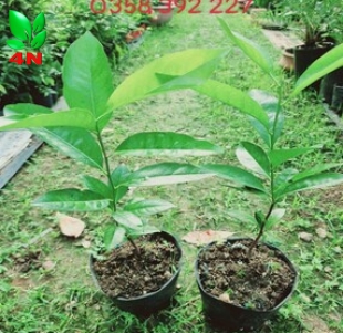 CÂY HỒNG SOCOLA