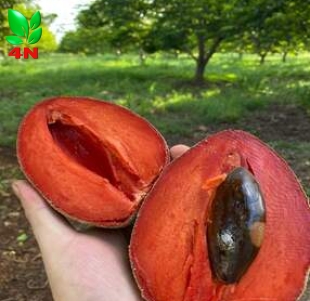 Trái Hồng Xiêm Ruột Đỏ Khổng Lồ