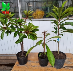 HỒNG XIÊM RUỘT ĐỎ KHỔNG LỒ
