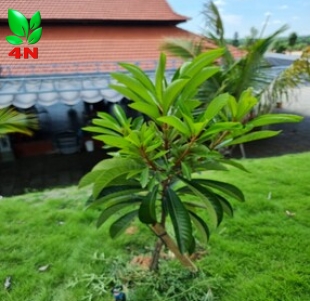 Cây Hồng Xiêm Ruột Đỏ ghép cành
